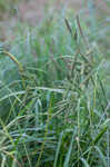 Cypress swamp sedge